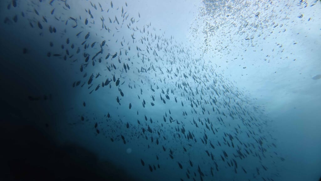 9月21日　音海ビーチツアー　〜カマスはどこへ？〜