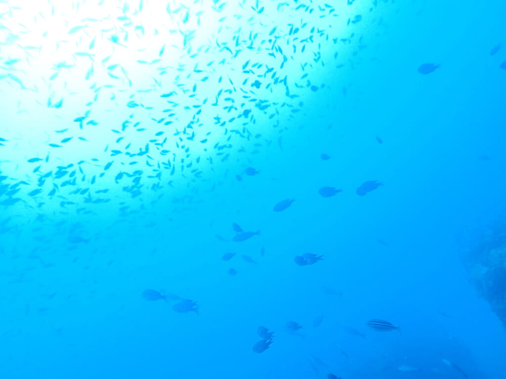 6月２１日　冠島ツアー
