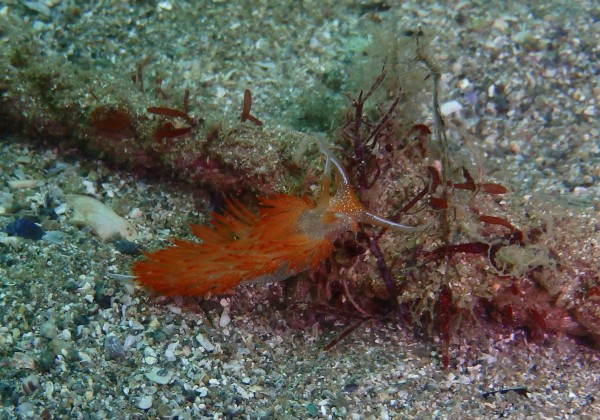 P2250107