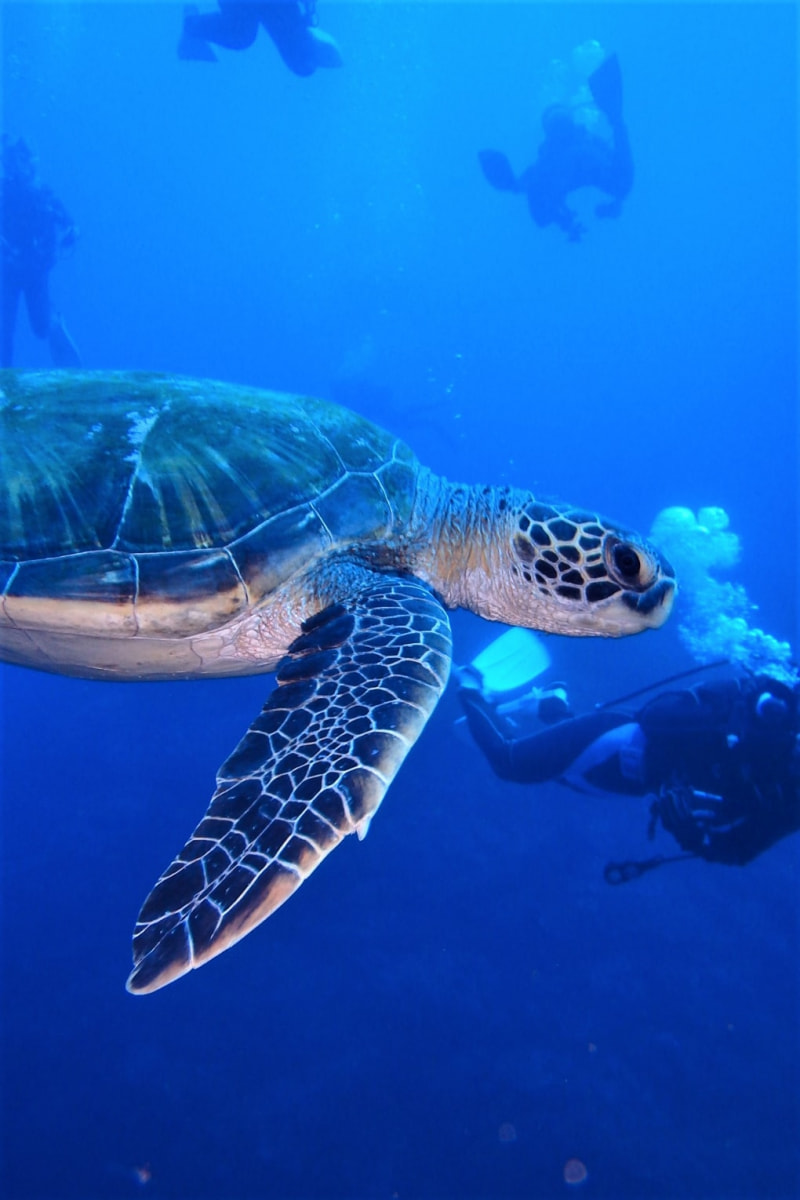 年末 年始 小笠原ツアー後編
